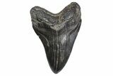 Fossil Megalodon Tooth - South Carolina #299728-1